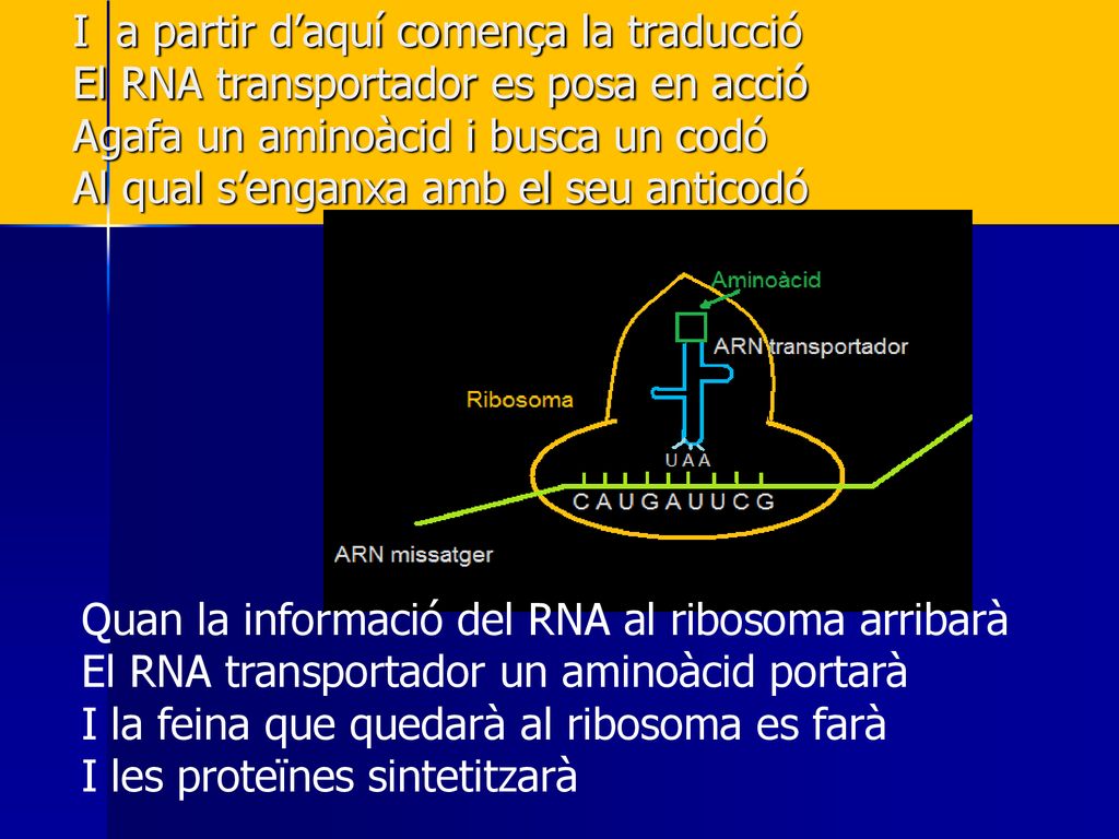 I a partir d’aquí comença la traducció El RNA transportador es posa en acció Agafa un aminoàcid i busca un codó Al qual s’enganxa amb el seu anticodó