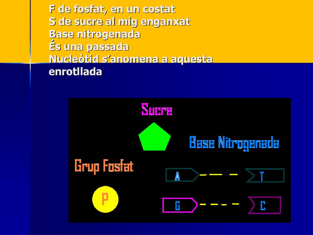 F de fosfat, en un costat S de sucre al mig enganxat Base nitrogenada És una passada Nucleòtid s’anomena a aquesta enrotllada