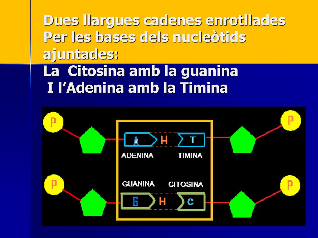 Dues llargues cadenes enrotllades Per les bases dels nucleòtids ajuntades: La Citosina amb la guanina I l’Adenina amb la Timina