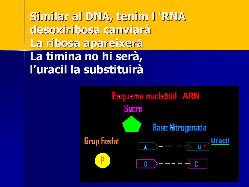 Similar al DNA, tenim l ‘RNA desoxiribosa canviarà La ribosa apareixerà La timina no hi serà, l’uracil la substituirà