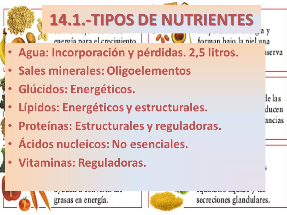 14.1.-TIPOS DE NUTRIENTES Agua: Incorporación y pérdidas. 2,5 litros.