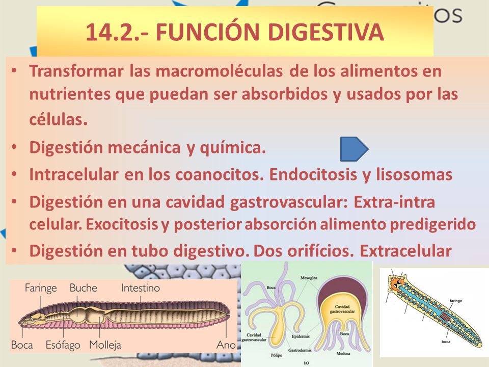 FUNCIÓN DIGESTIVA Transformar las macromoléculas de los alimentos en nutrientes que puedan ser absorbidos y usados por las células.