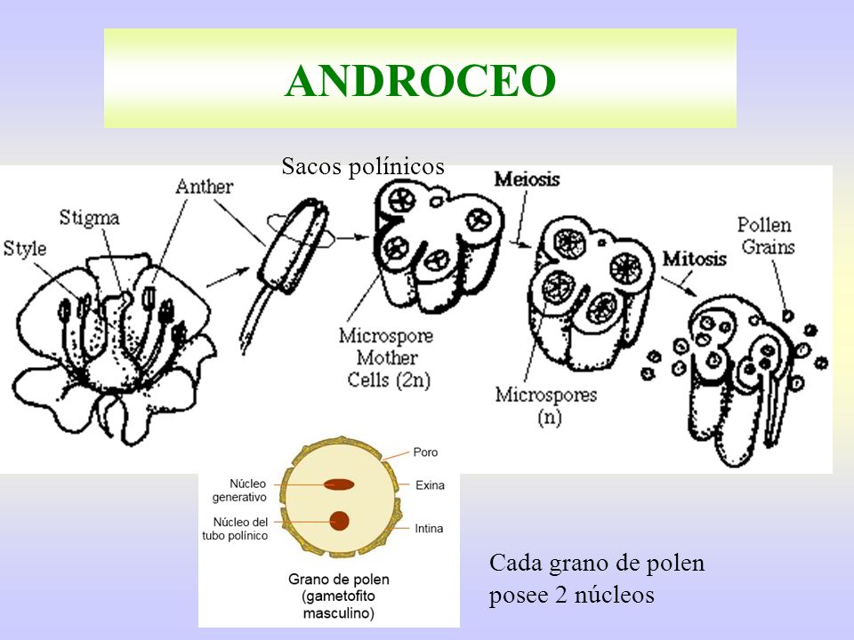 ANDROCEO Sacos polínicos Cada grano de polen posee 2 núcleos