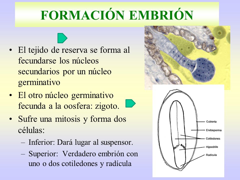 FORMACIÓN EMBRIÓN El tejido de reserva se forma al fecundarse los núcleos secundarios por un núcleo germinativo.