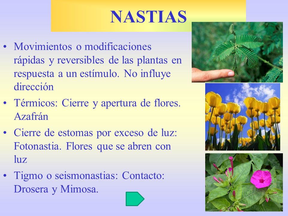 NASTIAS Movimientos o modificaciones rápidas y reversibles de las plantas en respuesta a un estímulo. No influye dirección.