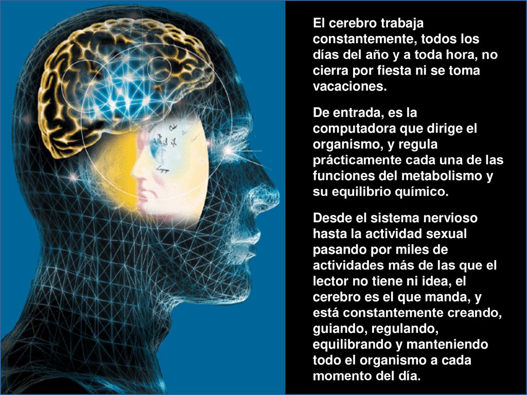 El cerebro trabaja constantemente, todos los días del año y a toda hora, no cierra por fiesta ni se toma vacaciones.