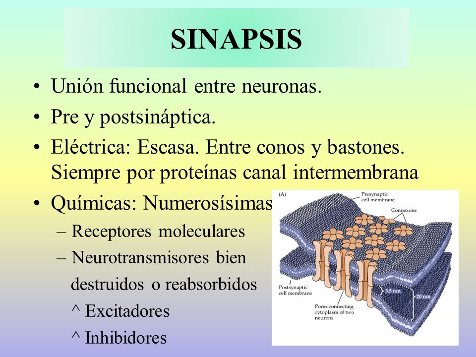 SINAPSIS Unión funcional entre neuronas. Pre y postsináptica.