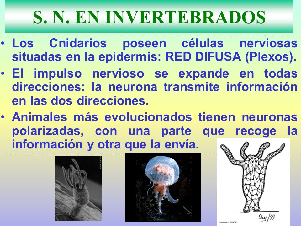 S. N. EN INVERTEBRADOS Los Cnidarios poseen células nerviosas situadas en la epidermis: RED DIFUSA (Plexos).