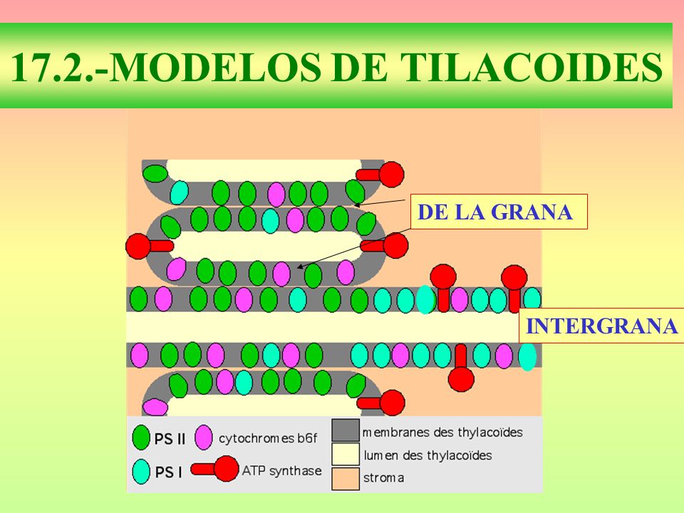 17.2.-MODELOS DE TILACOIDES