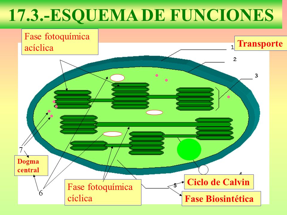 17.3.-ESQUEMA DE FUNCIONES Fase fotoquímica acíclica Transporte