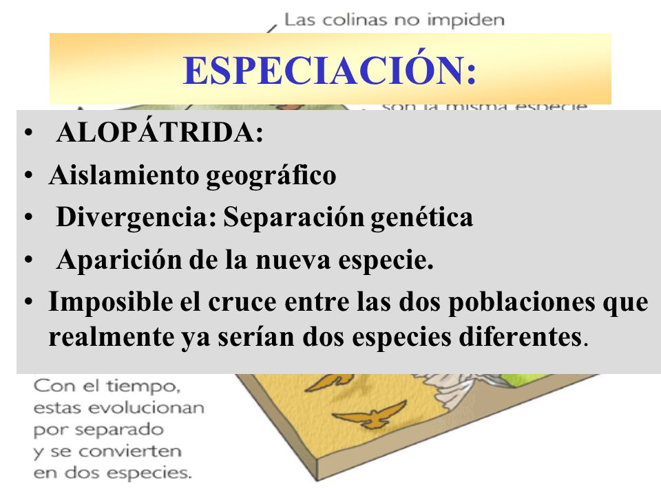 ESPECIACIÓN: ALOPÁTRIDA: Aislamiento geográfico