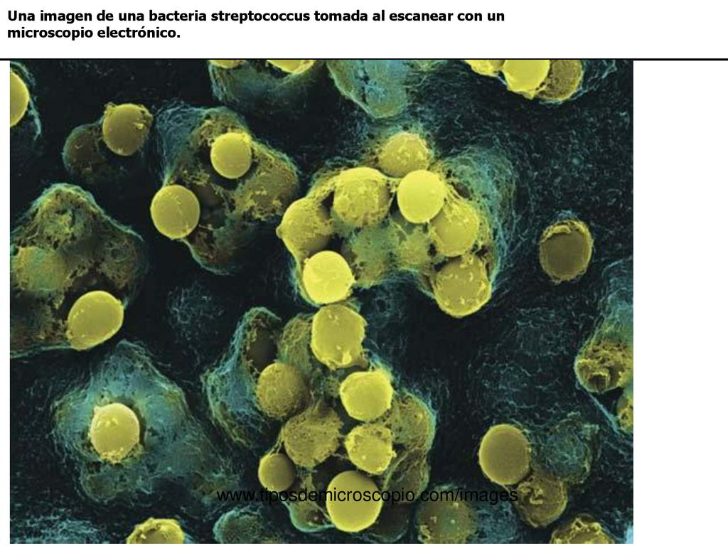 Una imagen de una bacteria streptococcus tomada al escanear con un microscopio electrónico.