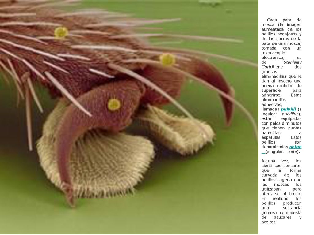 Cada pata de mosca (la imagen aumentada de los pelillos pegajosos y de las garras de la pata de una mosca, tomada con un microscopio electrónico, es de Stanislav Gorb)tiene dos gruesas almohadillas que le dan al insecto una buena cantidad de superficie para adherirse.