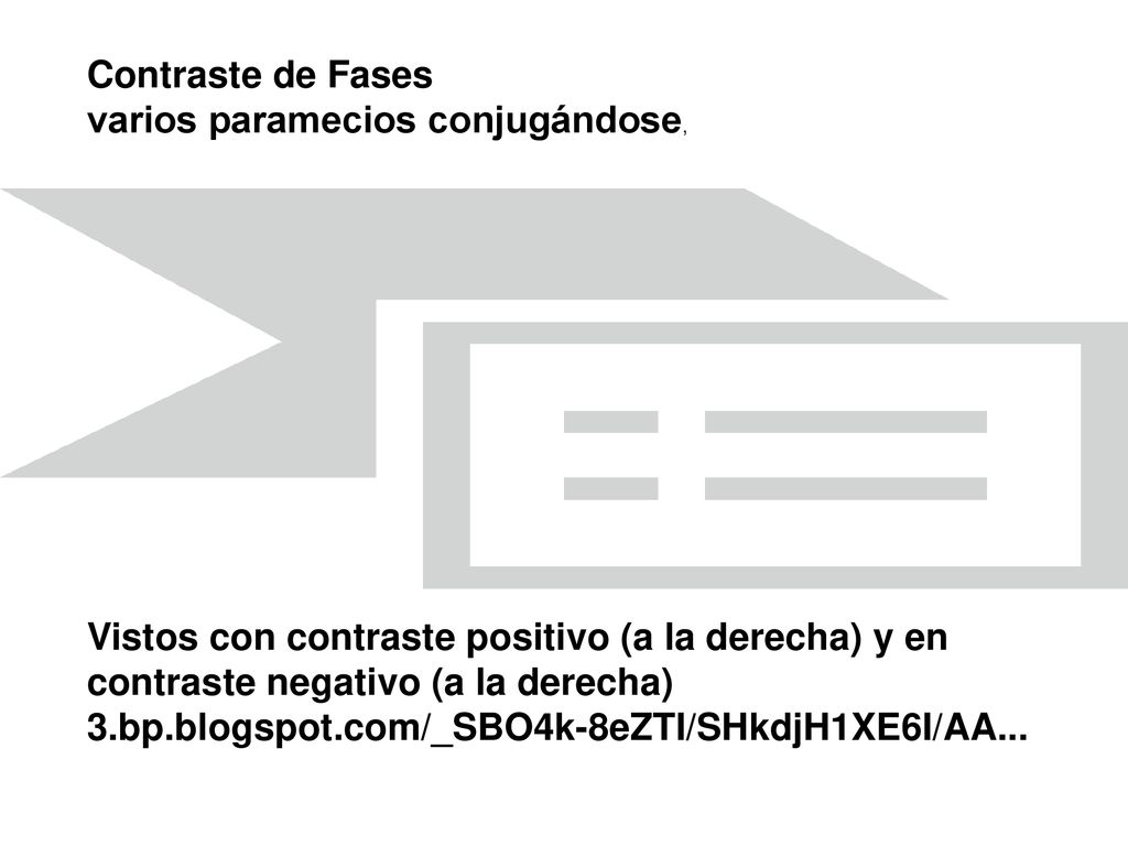 Contraste de Fases varios paramecios conjugándose, Vistos con contraste positivo (a la derecha) y en.
