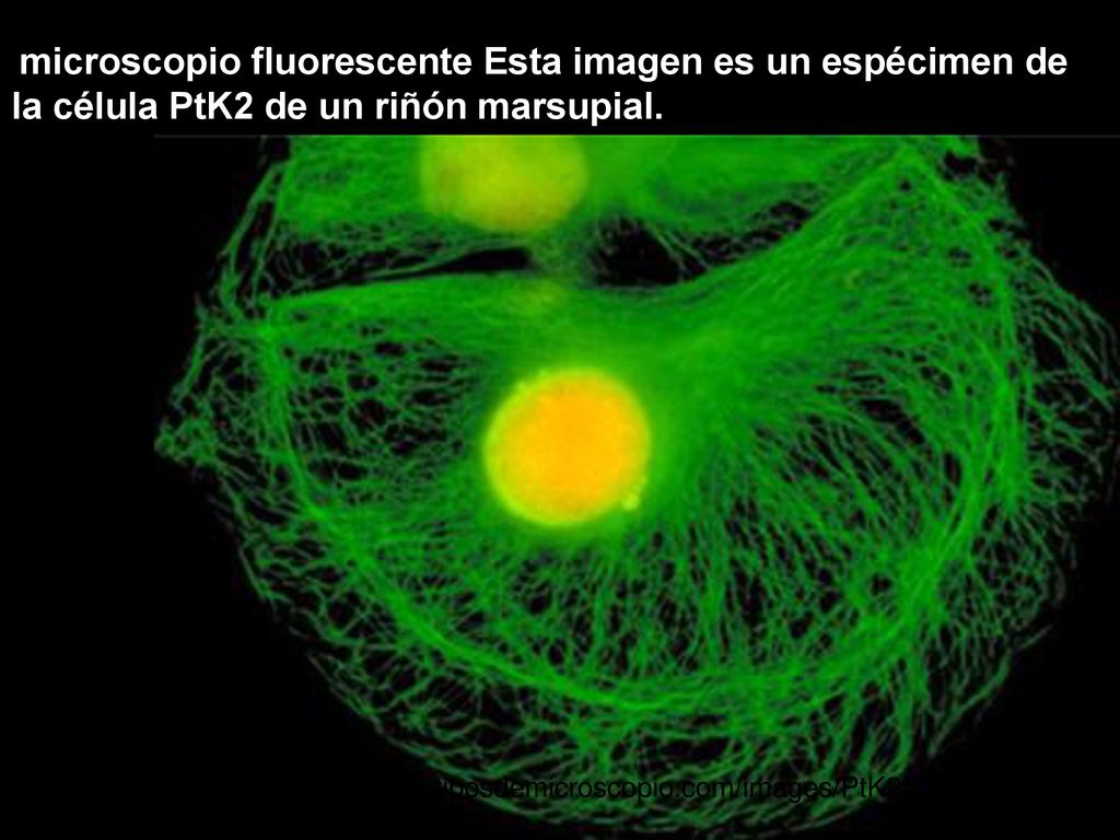 microscopio fluorescente Esta imagen es un espécimen de la célula PtK2 de un riñón marsupial.
