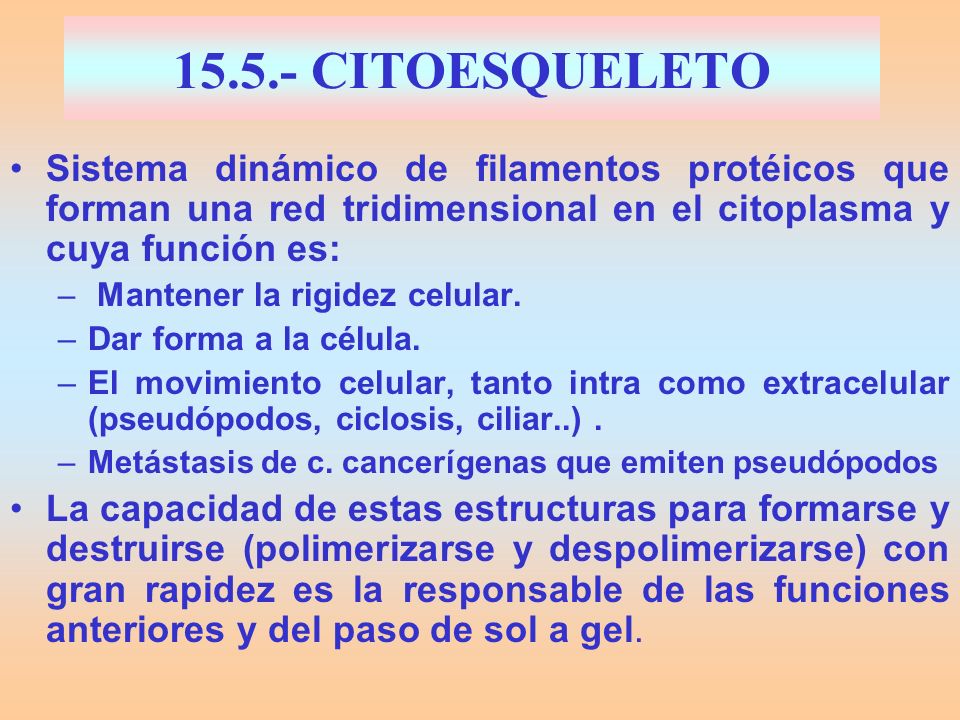 CITOESQUELETO Sistema dinámico de filamentos protéicos que forman una red tridimensional en el citoplasma y cuya función es: