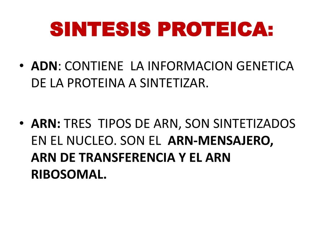 SINTESIS PROTEICA: ADN: CONTIENE LA INFORMACION GENETICA DE LA PROTEINA A SINTETIZAR.