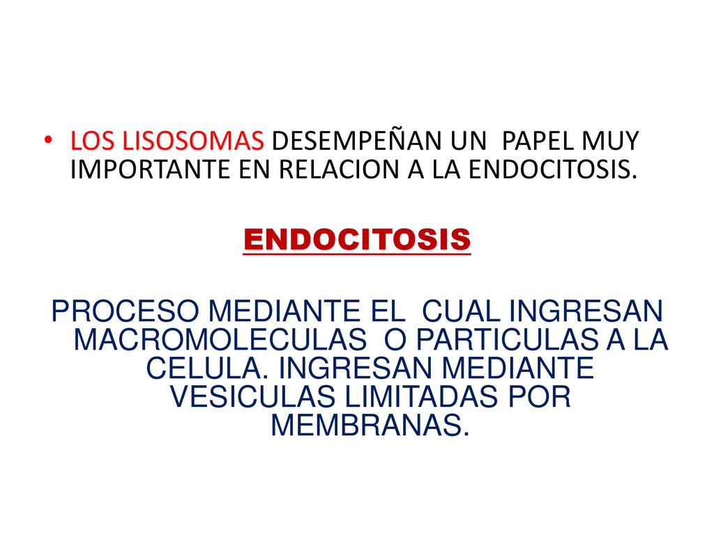 LOS LISOSOMAS DESEMPEÑAN UN PAPEL MUY IMPORTANTE EN RELACION A LA ENDOCITOSIS.