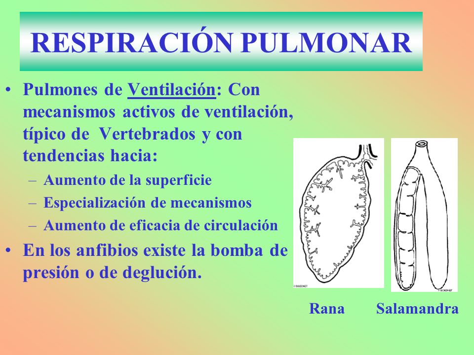 RESPIRACIÓN PULMONAR Pulmones de Ventilación: Con mecanismos activos de ventilación, típico de Vertebrados y con tendencias hacia: