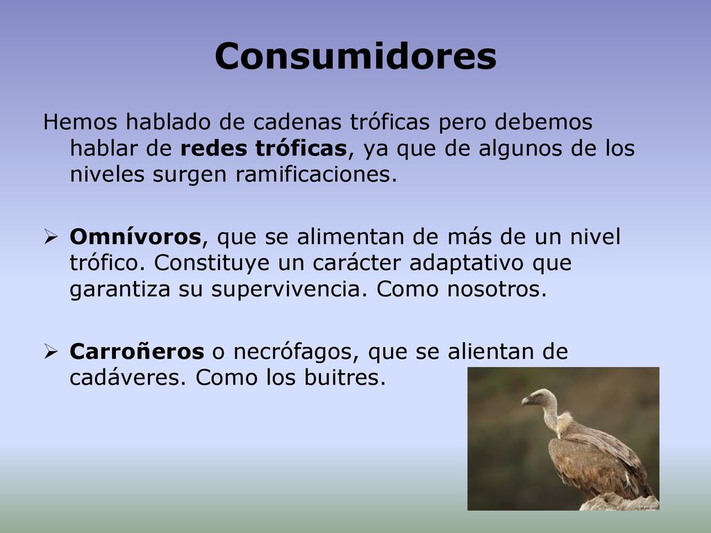 Consumidores Hemos hablado de cadenas tróficas pero debemos hablar de redes tróficas, ya que de algunos de los niveles surgen ramificaciones.
