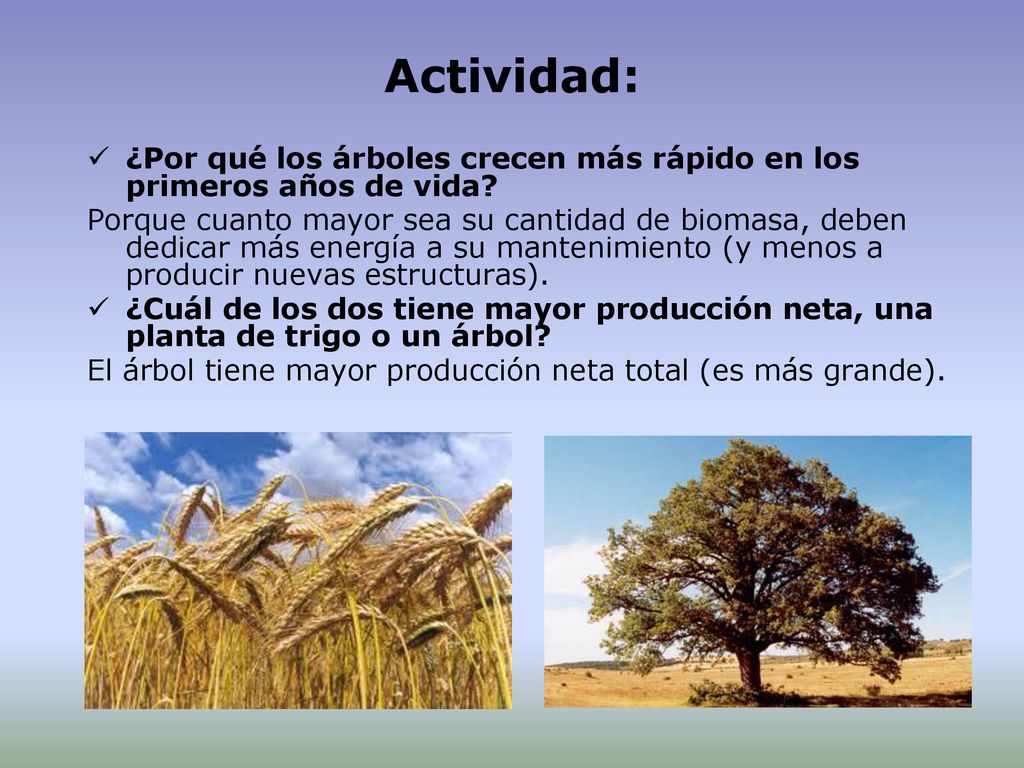Actividad: ¿Por qué los árboles crecen más rápido en los primeros años de vida