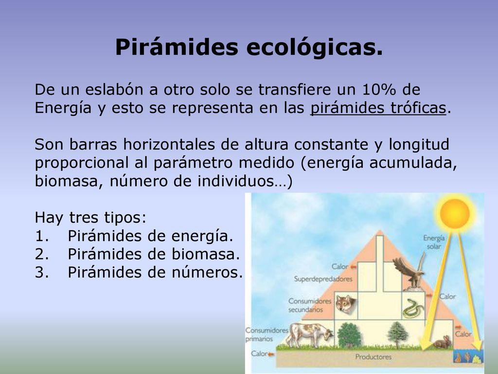 Pirámides ecológicas. De un eslabón a otro solo se transfiere un 10% de Energía y esto se representa en las pirámides tróficas.