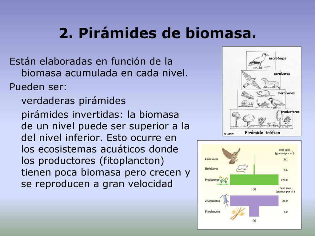 2. Pirámides de biomasa. Están elaboradas en función de la biomasa acumulada en cada nivel. Pueden ser: