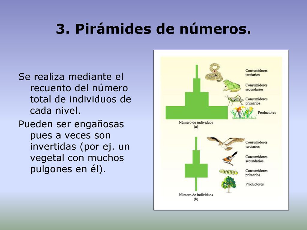3. Pirámides de números. Se realiza mediante el recuento del número total de individuos de cada nivel.