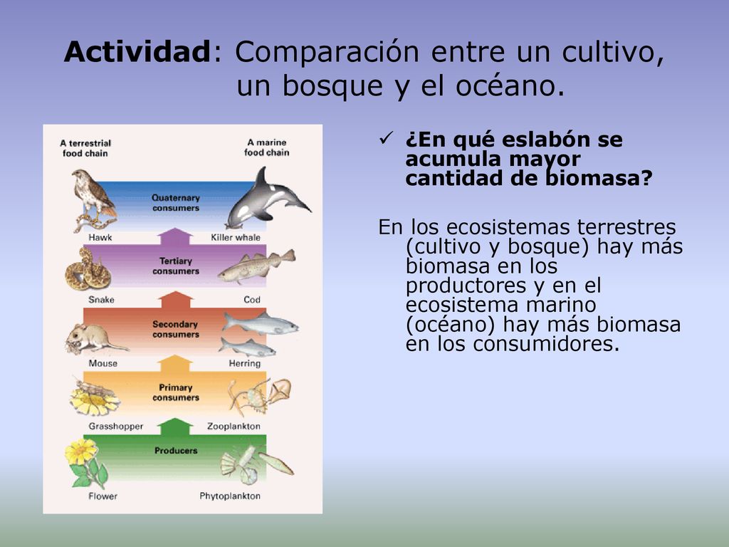 Actividad: Comparación entre un cultivo, un bosque y el océano.