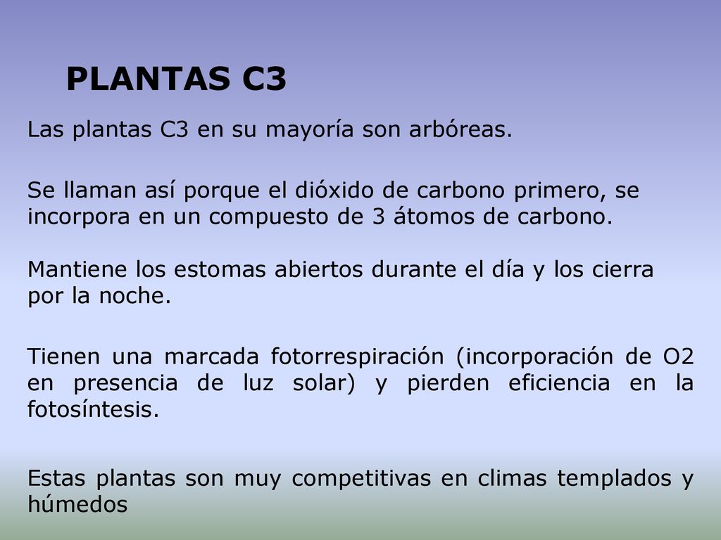 PLANTAS C3 Las plantas C3 en su mayoría son arbóreas.