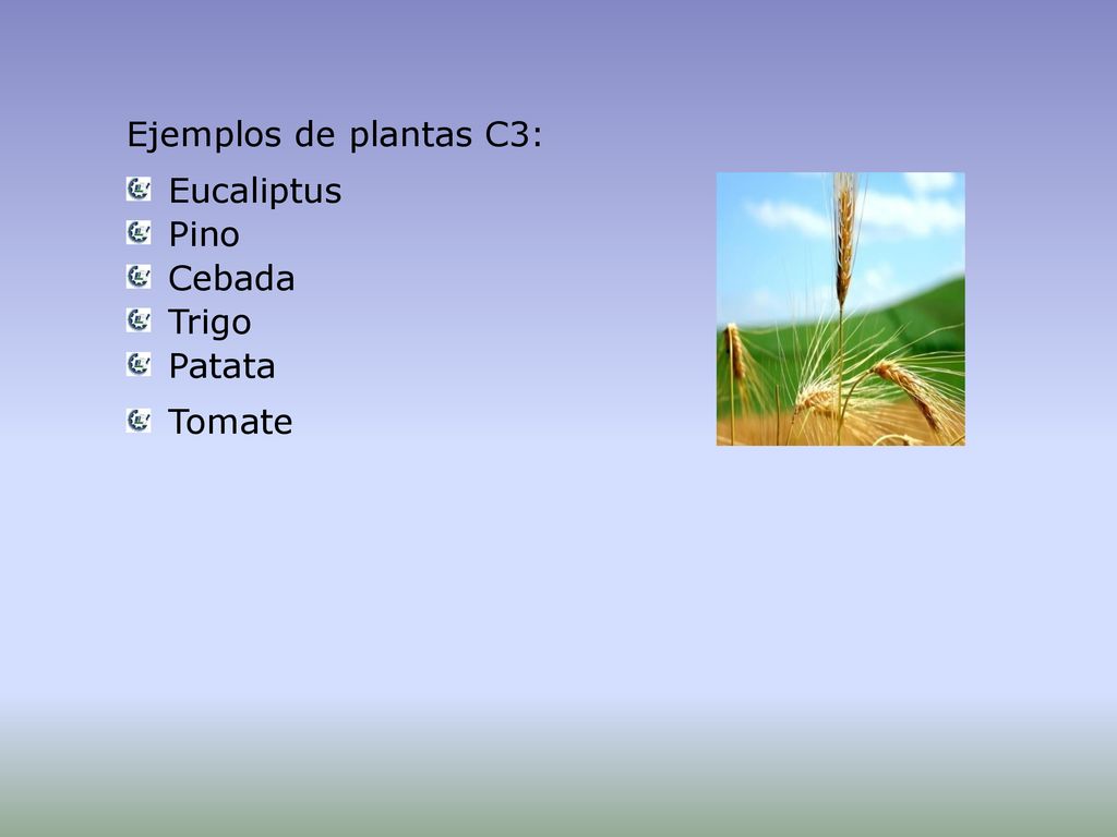 Ejemplos de plantas C3: Eucaliptus Pino Cebada Trigo Patata Tomate