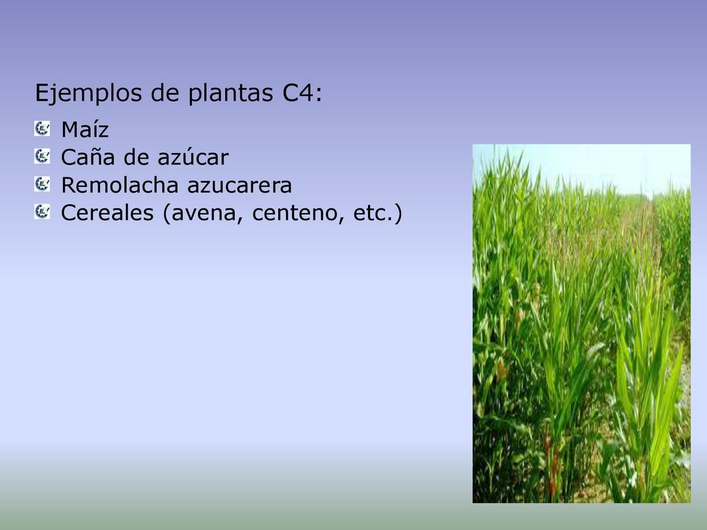 Ejemplos de plantas C4: Maíz Caña de azúcar Remolacha azucarera