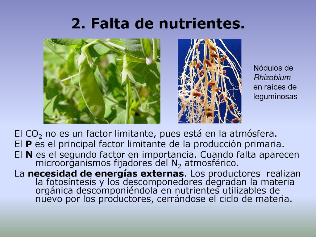 2. Falta de nutrientes. Nódulos de Rhizobium en raíces de leguminosas. El CO2 no es un factor limitante, pues está en la atmósfera.