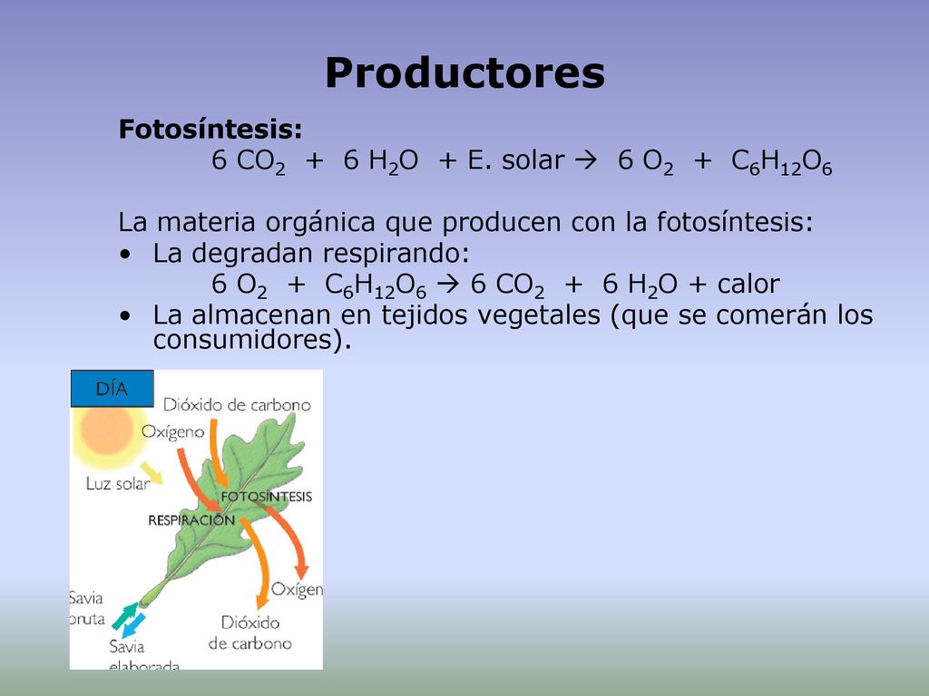 Productores Fotosíntesis: 6 CO2 + 6 H2O + E. solar  6 O2 + C6H12O6