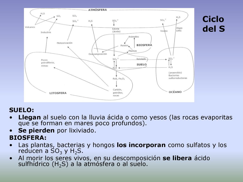 Ciclo del S SUELO: Llegan al suelo con la lluvia ácida o como yesos (las rocas evaporitas que se forman en mares poco profundos).