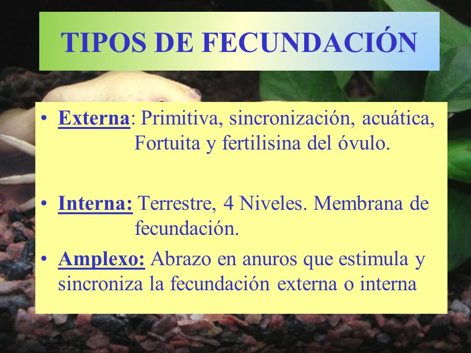 TIPOS DE FECUNDACIÓN Externa: Primitiva, sincronización, acuática, Fortuita y fertilisina del óvulo.
