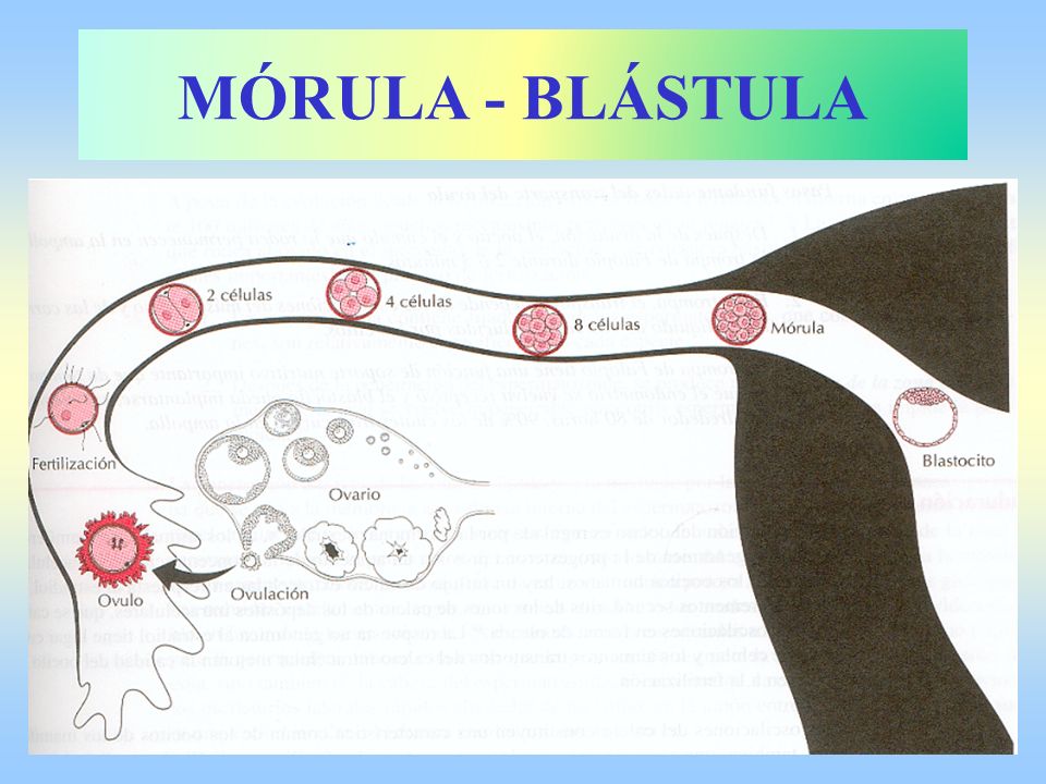 MÓRULA - BLÁSTULA