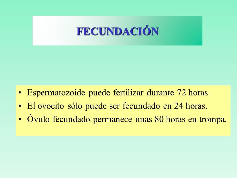 FECUNDACIÓN Espermatozoide puede fertilizar durante 72 horas.