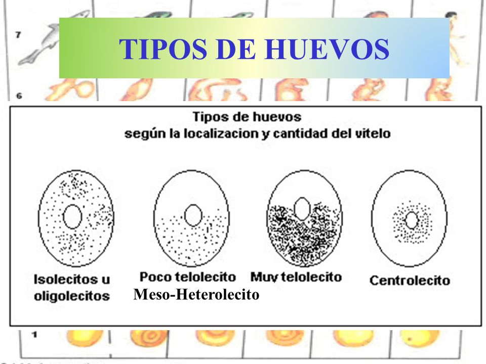 TIPOS DE HUEVOS Meso-Heterolecito Telolecitos Isolecitos