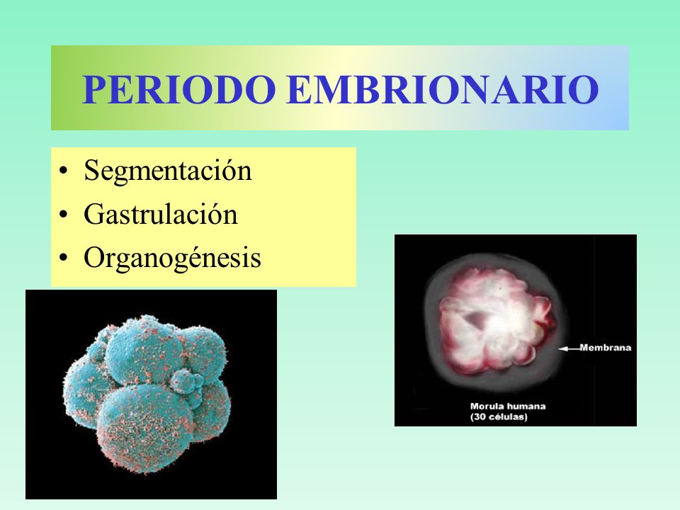 PERIODO EMBRIONARIO Segmentación Gastrulación Organogénesis