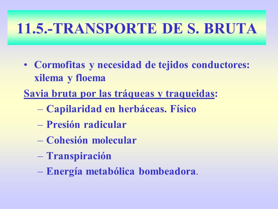 11.5.-TRANSPORTE DE S. BRUTA Cormofitas y necesidad de tejidos conductores: xilema y floema. Savia bruta por las tráqueas y traqueidas: