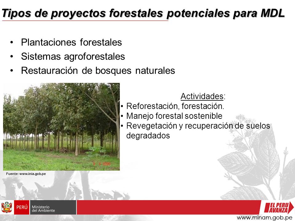 Tipos de proyectos forestales potenciales para MDL