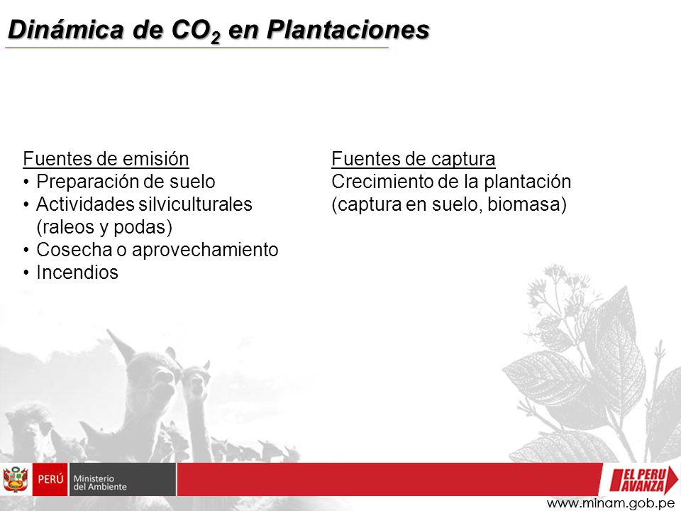 Dinámica de CO2 en Plantaciones