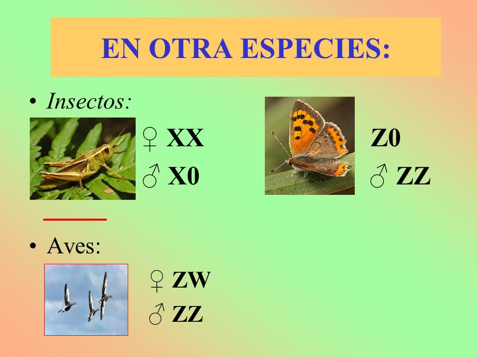 EN OTRA ESPECIES: Insectos: ♀ XX ♀ Z0 ♂ X0 ♂ ZZ Aves: ♀ ZW ♂ ZZ