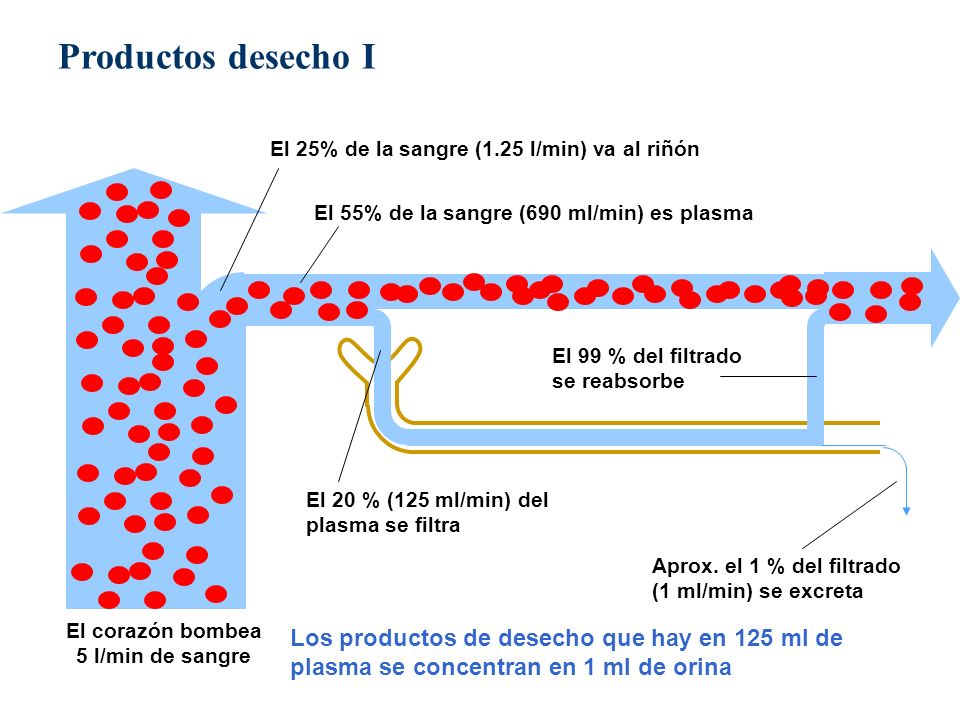 El corazón bombea 5 l/min de sangre