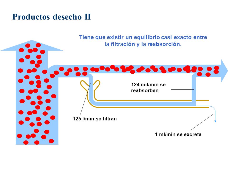 Productos desecho II Tiene que existir un equilibrio casi exacto entre la filtración y la reabsorción.