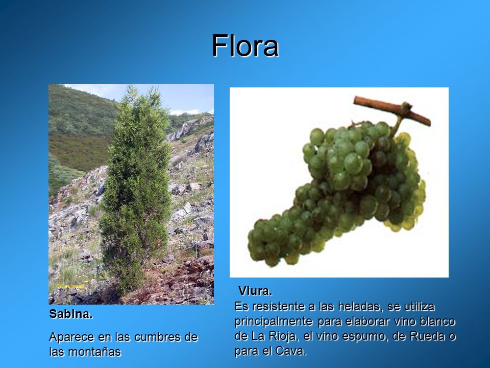 Flora Viura. Es resistente a las heladas, se utiliza principalmente para elaborar vino blanco de La Rioja, el vino espumo, de Rueda o para el Cava.