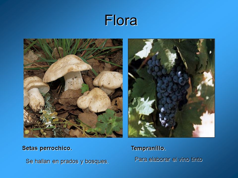Flora Setas perrochico. Tempranillo. Para elaborar el vino tinto