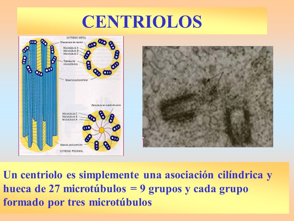 CENTRIOLOS Un centriolo es simplemente una asociación cilíndrica y hueca de 27 microtúbulos = 9 grupos y cada grupo formado por tres microtúbulos.
