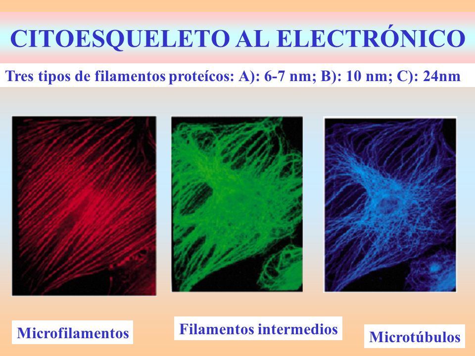 CITOESQUELETO AL ELECTRÓNICO